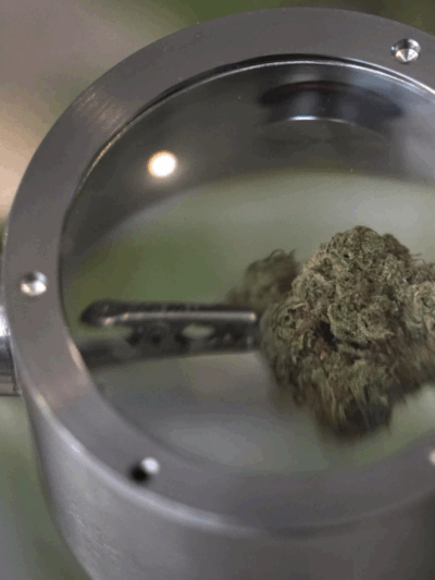 Cannabis2.png