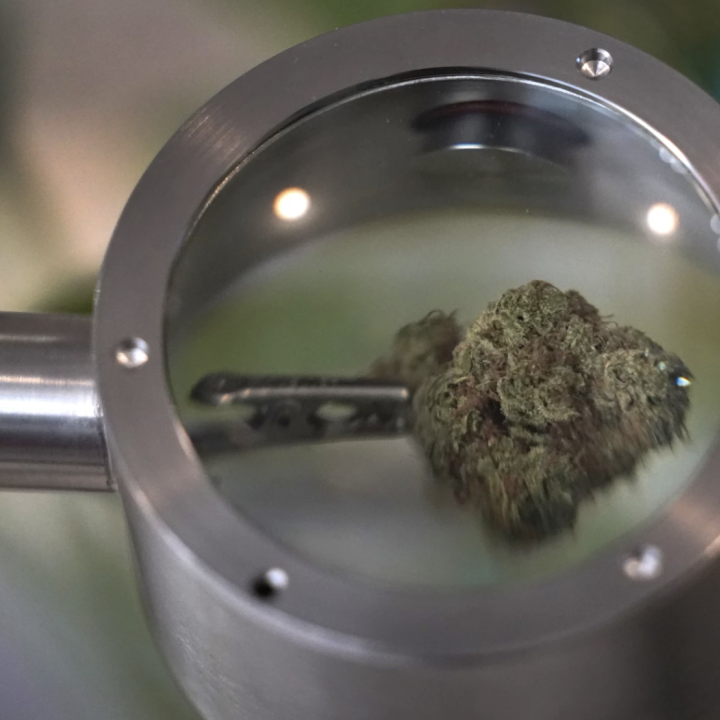 Cannabis2.png